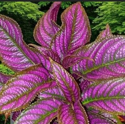 Persian Shield Tropical Plant - Thumbnail 2