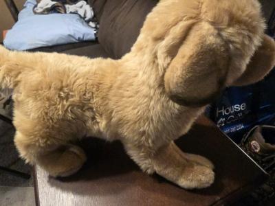 Douglas Golden Retriever - Thumbnail 3