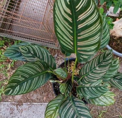 Pinstripe Calathea - Thumbnail 4