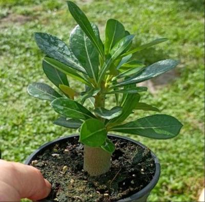 Desert Rose - Thumbnail 2